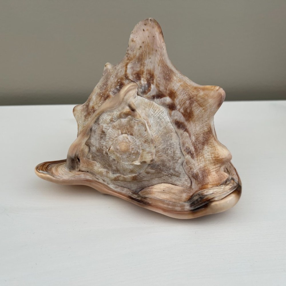 Natural King Helmet Conch Seashell mermaid water altar
